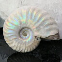【マダガスカル産最高品質 一点物現物】アンモナイト 化石 虹 レインボー Ammonite アンモライト アンモナイト 原石 鉱石 化石 宝石 fossil 古生物 標本 アンモナイト化石 パワーストーン 原石 天然石 メンズ レディース 人気 アンモナイト