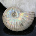 【マダガスカル産 一級品 厳選一点物】アンモナイト 化石 にじ Ammonite アンモライト レインボー アンモナイト 原石 古生物 化石 鉱石 宝石 fos...
