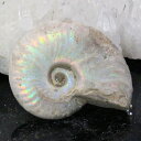 【マダガスカル産 厳選品質 一点物】アンモナイト 化石 虹 アンモナイト Ammonite レインボー アンモライト 宝石 原石 化石 鉱石 古生物 標本 生きた化石 fossil アンモナイト化石 パワーストーン 原石 天然石 メンズ レディース 人気 アンモナイト