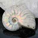 【高品質マダガスカル産 一点物】アンモナイト 化石 虹 レインボー Ammonite アンモライト アンモナイト 原石 鉱石 化石 宝石 fossil 古生物 ...