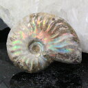 【マダガスカル産 一級品 厳選一点物】アンモナイト 化石 にじ アンモライト レインボー アンモナイト 宝石 原石 アンモナイト化石 パワーストーン 原石 人気...