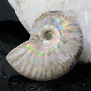【マダガスカル産 厳選品質 一点物】アンモナイト 化石 虹 レインボー Ammonite アンモライト アンモナイト 原石 鉱石 化石 宝石 fossil 古生物 標本 アンモナイト化石 海外直輸入価格 LuLu House(ルルハウス るるはうす) アンモナイト