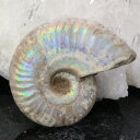 【高品質マダガスカル産 一点物】アンモナイト 化石 にじ Ammonite アンモライト レインボー アンモナイト 原石 古生物 化石 鉱石 宝石 fossil...