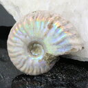 【マダガスカル産 一級品 厳選一点物】アンモナイト 化石 にじ Ammonite アンモライト レインボー アンモナイト 原石 鉱石 化石 宝石 fossil ...