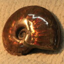 【マダガスカル産最高品質 一点物現物】アンモナイト 化石 にじ Ammonite アンモライト レインボー アンモナイト 原石 鉱石 化石 宝石 fossil ...
