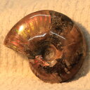 【マダガスカル産 一級品 厳選一点物】アンモナイト 化石 虹 アンモナイト Ammonite レインボー アンモライト 原石 古生物 化石 鉱石 宝石 fossil 標本 アンモナイト化石 パワーストーン 原石 人気 おすすめ 天然石 海外直輸入価格 アンモナイト