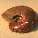 【マダガスカル産 厳選品質 一点物】アンモナイト 化石 虹 レインボー Ammonite アンモライト アンモナイト 宝石 原石 アンモナイト化石 パワーストー...