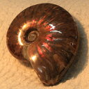 【高品質マダガスカル産 一点物】アンモナイト 化石 にじ Ammonite アンモライト レインボー アンモナイト 原石 鉱石 化石 宝石 fossil 古生物 標本 アンモナイト化石 メンズ レディース 一点物アイテム 天然石 アンモナイト