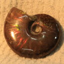 【マダガスカル産 厳選品質 一点物】アンモナイト 化石 にじ Ammonite アンモライト レインボー アンモナイト 原石 鉱石 化石 宝石 fossil 古...