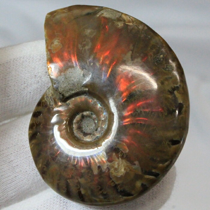 【マダガスカル産 一級品 厳選一点物】アンモナイト 化石 虹 アンモライト レインボー アンモナイト 宝石 原石 化石 鉱石 古生物 標本 生きた化石 foss...