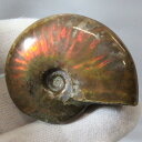 【マダガスカル産 厳選品質 一点物】アンモナイト 化石 虹 アンモナイト Ammonite レインボー アンモライト 原石 古生物 化石 鉱石 宝石 fossil 標本 アンモナイト化石 パワーストーン 原石 天然石 メンズ レディース 人気 アンモナイト