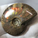 【マダガスカル産 一級品 厳選一点物】アンモナイト 化石 虹 アンモナイト Ammonite レインボー アンモライト 原石 古生物 化石 鉱石 宝石 foss...