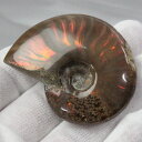 【高品質マダガスカル産 一点物】アンモナイト 化石 にじ Ammonite アンモライト レインボー アンモナイト 宝石 原石 化石 鉱石 古生物 標本 生きた...