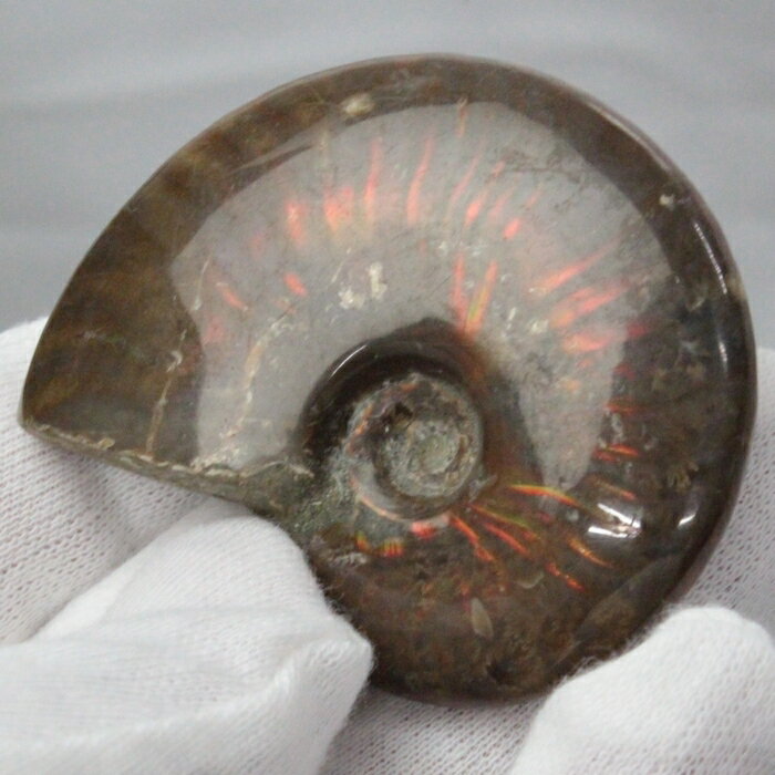 【マダガスカル産最高品質 一点物現物】アンモナイト 化石 虹 アンモナイト Ammonite レインボー アンモライト 原石 鉱石 化石 宝石 fossil 古...