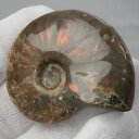 【高品質マダガスカル産 一点物】アンモナイト 化石 にじ Ammonite アンモライト レインボー アンモナイト 宝石 原石 アンモナイト化石 パワーストーン...