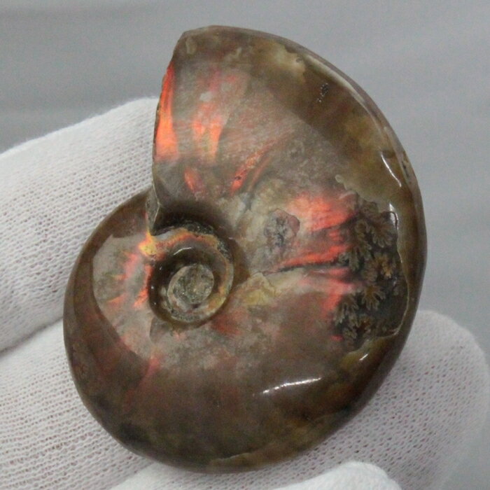 【マダガスカル産最高品質 一点物現物】アンモナイト 化石 虹 アンモナイト Ammonite レインボー アンモライト 原石 鉱石 化石 宝石 fossil 古...
