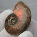 【マダガスカル産 一級品 厳選一点物】アンモナイト 化石 虹 レインボー Ammonite アンモライト アンモナイト 原石 古生物 化石 鉱石 宝石 foss...