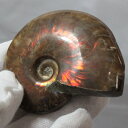 【マダガスカル産最高品質 一点物現物】アンモナイト 化石 虹 レインボー Ammonite アンモライト アンモナイト 宝石 原石 化石 鉱石 古生物 標本 生きた化石 fossil アンモナイト化石 天然石 原石 人気 おすすめ パワーストーン 一点物 アンモナイト