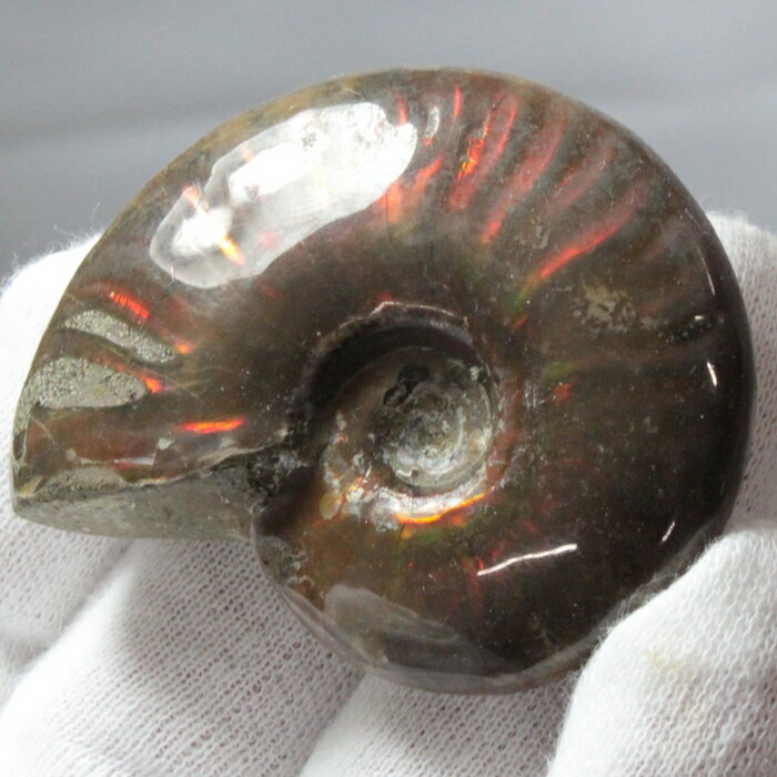 【マダガスカル産 厳選品質 一点物】アンモナイト 化石 虹 アンモライト レインボー アンモナイト 宝石 原石 化石 鉱石 古生物 標本 生きた化石 fossi...