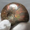 【マダガスカル産 厳選品質 一点物】アンモナイト 化石 虹 アンモナイト Ammonite レインボー アンモライト 原石 鉱石 化石 宝石 fossil 古生物 標本 アンモナイト化石 天然石 原石 人気 おすすめ パワーストーン 一点物 アンモナイト