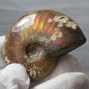 【高品質マダガスカル産 一点物】アンモナイト 化石 虹 レインボー Ammonite アンモライト アンモナイト 原石 古生物 化石 鉱石 宝石 fossil ...