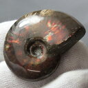 【マダガスカル産 一級品 厳選一点物】アンモナイト 化石 虹 アンモナイト Ammonite レインボー アンモライト 原石 鉱石 化石 宝石 fossil 古...