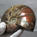 【マダガスカル産最高品質 一点物現物】アンモナイト 化石 虹 アンモナイト Ammonite レインボー アンモライト 原石 鉱石 化石 宝石 fossil 古...
