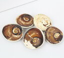 化石 巻き貝|貝 巻き貝 二枚貝 珊瑚【生きた化石 置物 石 fossil 原石 Gemstone Stone 古生物 標本】メンズ レディース 一点物アイテム...
