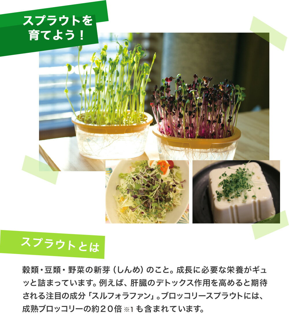 豆苗 植物図鑑 豆苗 植物図鑑
