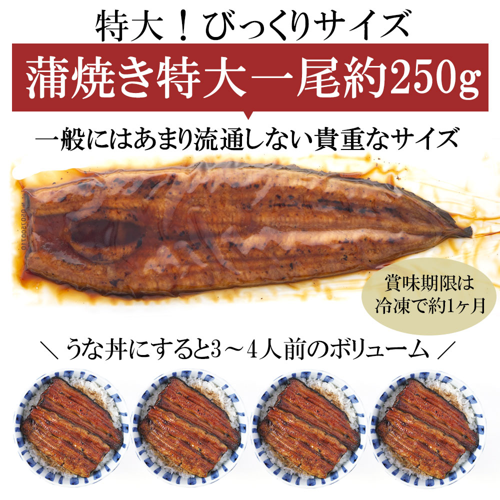 鹿児島県産 うなぎ 国産 蒲焼き 超特大 1尾 | 鹿児島 ギフト 内祝い 鰻 うなぎ蒲焼 九州 鰻の蒲焼 国産うなぎ 高級 食べ物 冷凍 お取り寄せ 贈り物 グルメ 御礼 お返し 敬老の日 長寿 大きい ニホンウナギ 敬老 プレゼント 夏ギフト ウナギ prairiedog-10006217 プレーリードッグ サンプル画像3