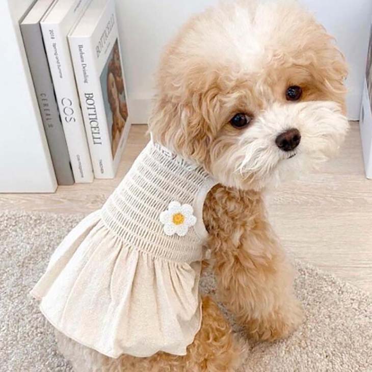 超可愛い! かわいい 犬 服 犬服 秋服 新作 人気 プチプラ 小型犬用 女の子 アップリケ キャミソール 花 インスタ ワンピース お出かけ かわいい ナチュラル ドッグウェア ペットウェア お散歩 おしゃれ シンプル サマー メール便OK【a256】【送料無料】