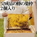 2 個入り 蜂の巣 蜜蜂 ミツバチ用 飼育 ステンレス鋼 メッシュ 養蜂ツール 養蜂設備 養蜂用具 蜂蜜箱 杉材 家養蜂箱キット 簡単インストール 45.0*2...