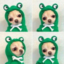 ペット 服 猫 犬 パーカー 可愛い 袖あり 着用簡単 ドッグウェア 犬用 猫用 いぬ ねこ ペット おしゃれ ペット雑貨 おもしろい お祝い プレゼント