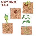 植物立体図鑑 フィギュア サイエンス 知育玩具 植物の研究 理科 学習用 飾り おもちゃ 4個セット 男の子 女の子 誕生日 保育所・児童館用品 想像力育ち キ...