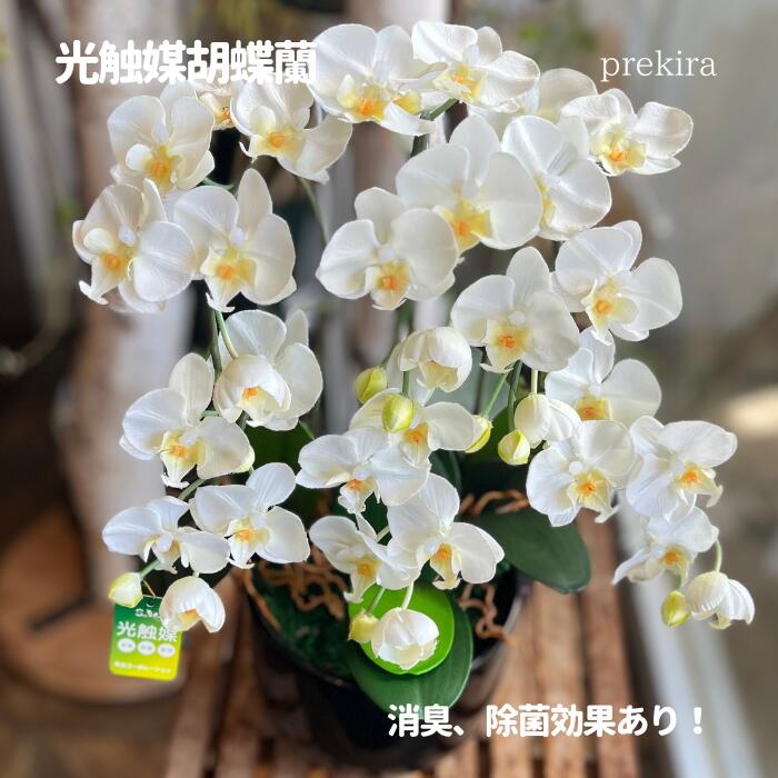 【お買い物マラソン ポイント10倍】早割 母の日【九州・四国・中国地方送料無料】胡蝶蘭3本立 胡蝶蘭 お祝 3本立ち 光触媒 フェイクフラワー 敬老の日 就任祝い 誕生日 プレゼント 枯れない 新築祝い 開店祝い お歳暮 栄転 喜寿 還暦祝い ギフト 仏花 消臭・抗菌 光触媒