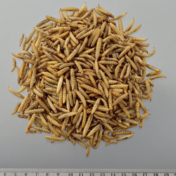 RepDeli バグプレミアム 45g ジェックス