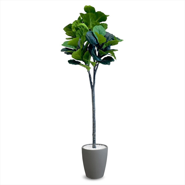 Leafy Plants - フェイクグリーン フィカス・リラータ 1800mm VAR-180GY アーバン通商 グレー メーカー直送