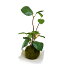 盆栽 フェイクグリーン 人工観葉植物 造花 ギンモクセイ 苔玉 白波皿 CUPBON | 観葉植物 人工 リアル フェイク グリーン イミテーション インテリア インテリアグリーン おすすめ おしゃれ 和室 和風 和モダン 枯れない 引っ越し祝い ギフト プレゼント 新築祝い bonsai