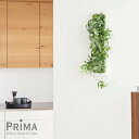 フィットニア×セダム フレーム 観葉植物 フェイクグリーン | PRIMA GREENPARK フェイクフラワー インテリア ウォールフラワー フラワーリース スワッグ ギフト ウォールデコ 壁面 壁 おしゃれ ディスプレイ