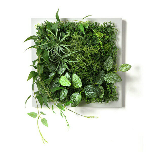 インテリアグリーン グリーンインテリア プレゼント 人工観葉植物 グリーンパーク インテリア 人工観葉植物 インテリア スクエア フレームグリーン ウォールグリーン オフィス花 ガーデン Diy フェイクグリーンgreenpark 造花エアプランツ フィットニア ギフト フェイク インテリアグリーン グリーンインテリア プレゼント 人工観葉植物 グリーンパーク インテリア 人工観葉植物 インテリア スクエア フレームグリーン ウォールグリーン オフィス花 ガーデン Diy フェイクグリーンgreenpark 造花エアプランツ フィットニア ギフト フェイク