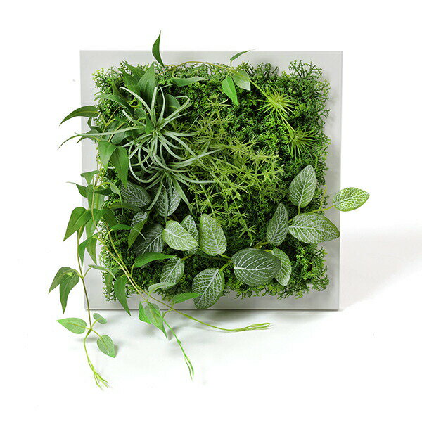 インテリアグリーン グリーンインテリア プレゼント 人工観葉植物 グリーンパーク インテリア 人工観葉植物 インテリア スクエア フレームグリーン ウォールグリーン オフィス花 ガーデン Diy フェイクグリーンgreenpark 造花エアプランツ フィットニア ギフト フェイク インテリアグリーン グリーンインテリア プレゼント 人工観葉植物 グリーンパーク インテリア 人工観葉植物 インテリア スクエア フレームグリーン ウォールグリーン オフィス花 ガーデン Diy フェイクグリーンgreenpark 造花エアプランツ フィットニア ギフト フェイク