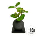 【公式】サンキライ 檜炭ボール(黒皿) CUPBON 盆栽 フェイクグリーン | PRIMA フェイク盆栽 観葉植物 人工 小さい リアル フェイク グリーン ...
