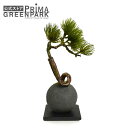 【公式】松 吹き流し 檜炭ボール(黒皿) CUPBON 盆栽 フェイクグリーン | PRIMA フェイク盆栽 観葉植物 人工 小さい リアル フェイク グリーン...