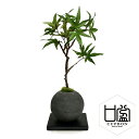 【公式】モミジ 檜炭ボール(黒皿) CUPBON 盆栽 フェイクグリーン | PRIMA フェイク盆栽 観葉植物 人工 小さい リアル フェイク グリーン イミ...