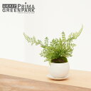 【公式】シノブ 皿付小鉢 白 CUPBON 盆栽 フェイクグリーン | PRIMA フェイク盆栽 観葉植物 人工 リアル フェイク グリーン イミテーション イ...