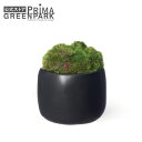 【公式】苔盆 ゆらぎ CUPBON 盆栽 フェイクグリーン | PRIMA フェイク盆栽 観葉植物 人工 リアル フェイク グリーン イミテーション インテリア...