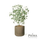 【公式】ベンジャミン レザーポット H73cm 観葉植物 フェイクグリーン | GREENPARK 人工観葉植物 造花 おしゃれ リアル イミテーション インテ...