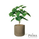 【公式】ウンベラータ レザーポット H66cm 観葉植物 フェイクグリーン | GREENPARK 人工観葉植物 造花 おしゃれ リアル イミテーション インテリアグリーン アートグリーン ギフト プレゼント お祝い