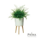 【公式】アジアンタム エルナ H75cm 観葉植物 フェイクグリーン | GREENPARK 人工観葉植物 造花 おしゃれ リアル イミテーション インテリアグ...