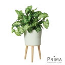 【公式】カラジウム エルナ H68cm 観葉植物 フェイクグリーン | GREENPARK 人工観葉植物 造花 おしゃれ リアル イミテーション インテリアグリ...